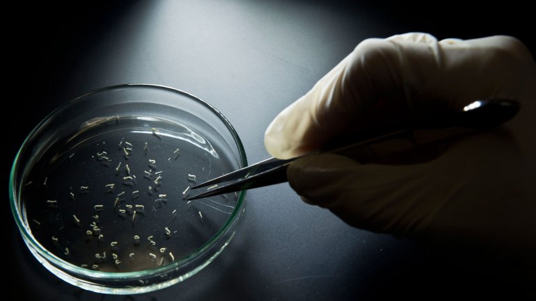 Un mosquito modificado genéticamente será utilizado para prevenir el zika
