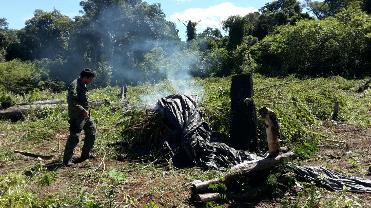 Siguen desmantelando plantaciones de marihuana en Reserva San Rafael