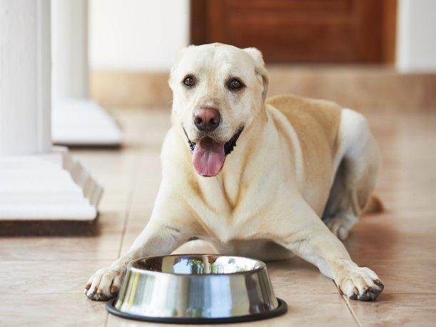 ¡Atención! 5 alimentos que tu perro puede comer y no sabías