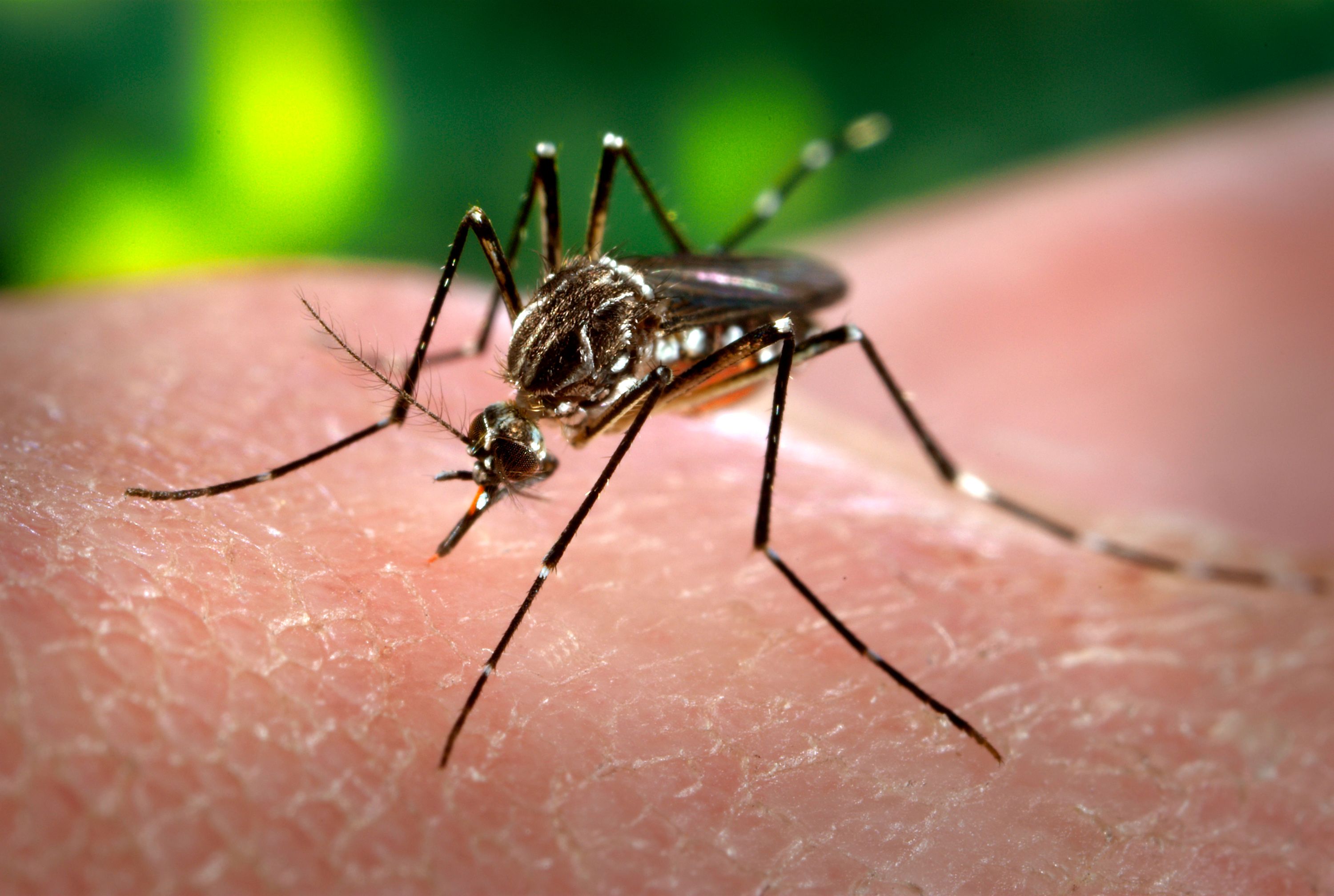 Declaran emergencia ambiental y sanitaria ante epidemia de dengue en Asunción