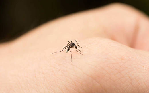 El zika podría causar una infección cerebral en el adulto