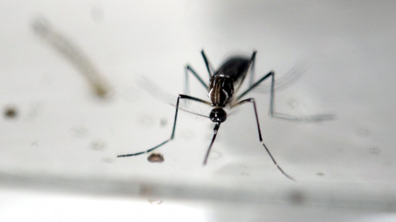 Un invento económico podría controlar la propagación del zika
