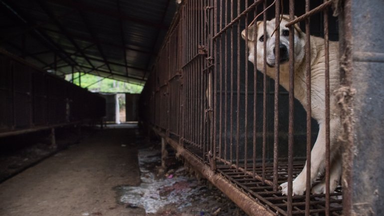 Rescatan a 200 perros destinados para consumo en Corea del Sur