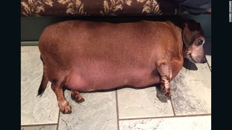 Él es Vicent, el perro obeso