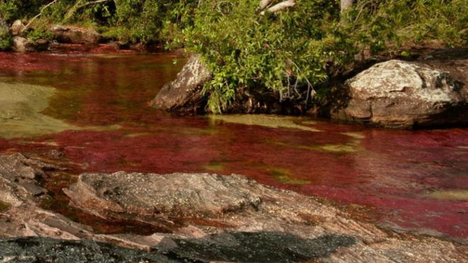 Colombia: suspenden licencia de explotación petrolera que amenazaba a Caño Cristales, el “río más bonito del mundo”