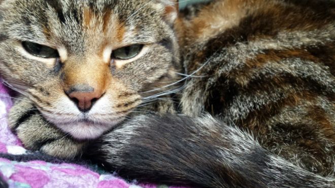 Toxoplasma gondii, el parásito oculto en los gatos que se relaciona con los ataques de ira