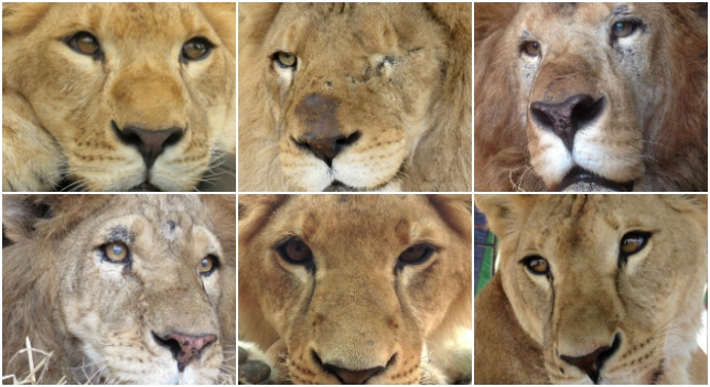 33 leones rescatados de circos en Sudamérica serán liberados en África