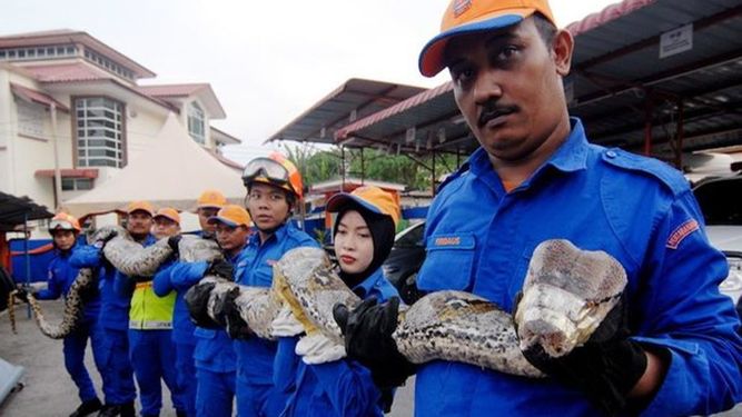 Capturan a una serpiente que podría ser la más grande del mundo