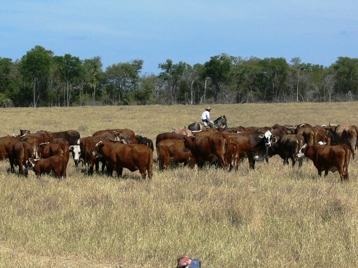 Destacan genética bovina paraguaya