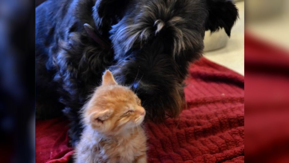 Una perra salvo la vista a dos gatitos donando sangre