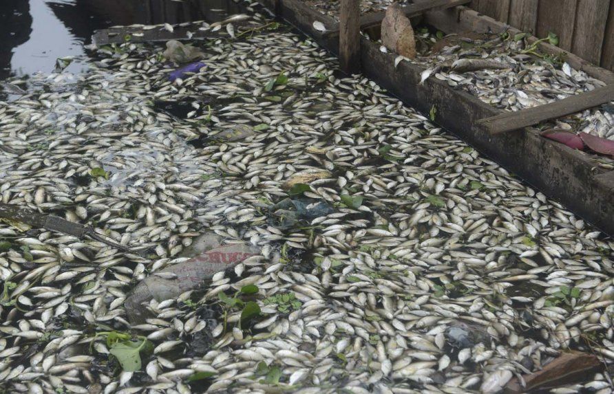 Miles de peces yacen muertos en la ribera del río Paraguay