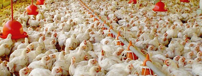 Aumenta exportación de productos avícolas