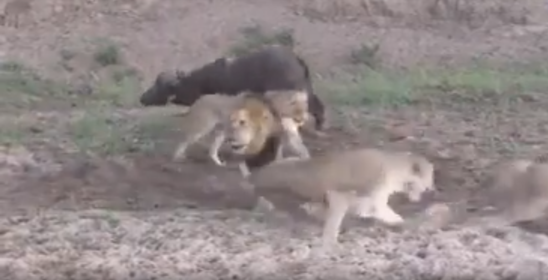 5 leones capturaron a un búfalo, pelearon entre ellos y la merienda se marchó lentamente