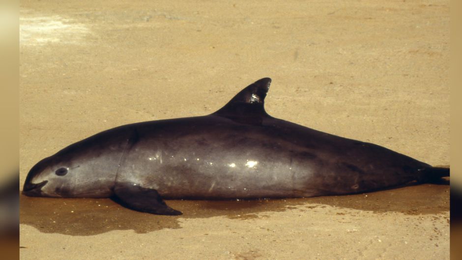 La vaquita mexicana se está extinguiendo