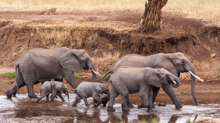 En sólo 6 años pueden extinguirse los elefantes de la mayor reserva del África