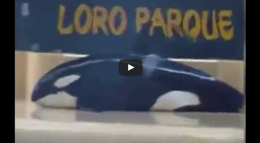 Orca, la ballena suicida