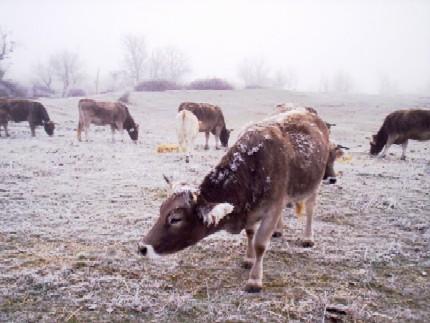 ¿Cómo afecta el frio al sector ganadero?