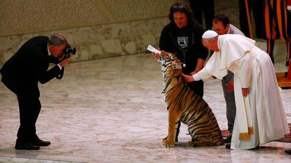 El papa Francisco recibió a un tigre en el Vaticano