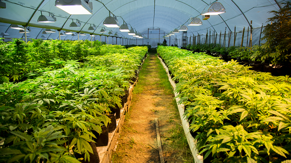 Primera cosecha de marihuana legal en Uruguay: 300 gramos de cannabis por planta