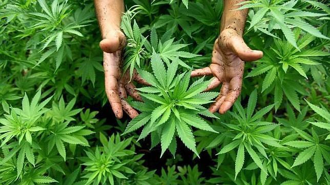 Imponen 9 y 6 años de cárcel por cultivo y tenencia de marihuana