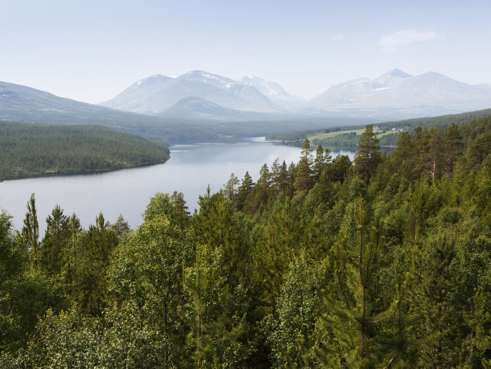 Noruega, el primer país del mundo en prohibir la deforestación