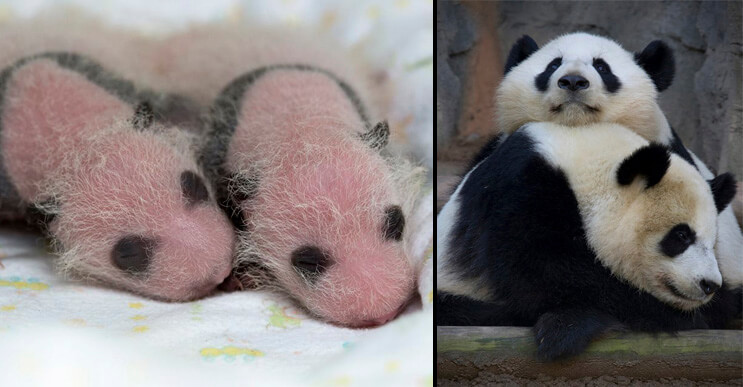 Así fue el hermoso nacimiento de un oso panda