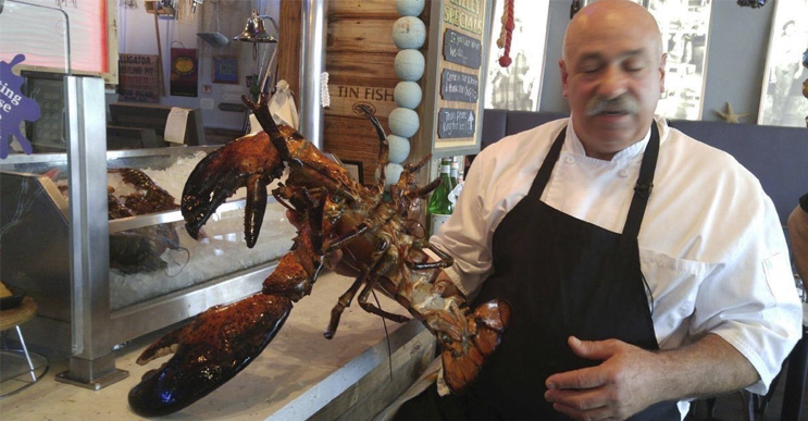 Langosta gigante de 100 años fue liberada por chef de comida marina
