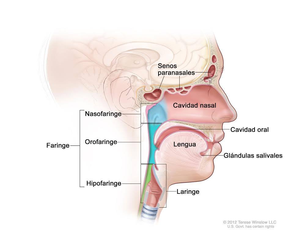 Cáncer de cabeza y cuello: detección temprana es clave para su cura