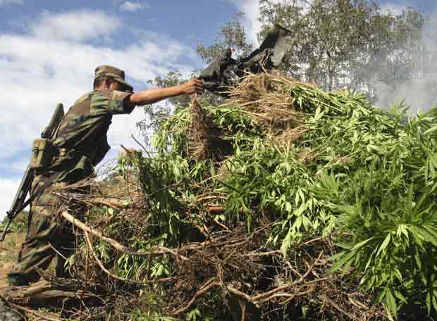 Condenan a 10 años de cárcel a hombre por cultivo de marihuana