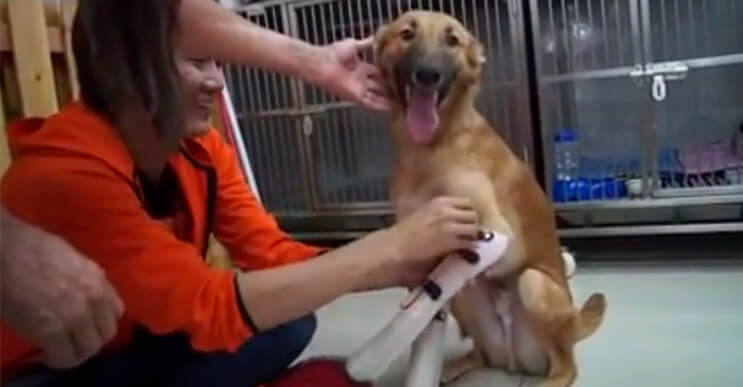 La felicidad de un perro al volver a caminar