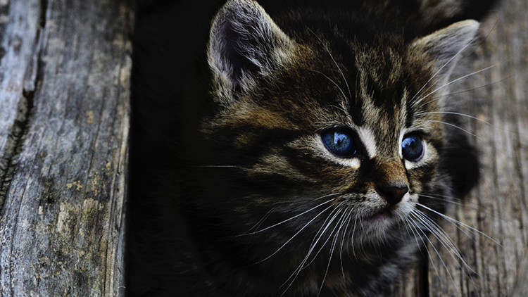 “Tiernos asesinos”: ¿Por qué los gatos son un peligro para el planeta?