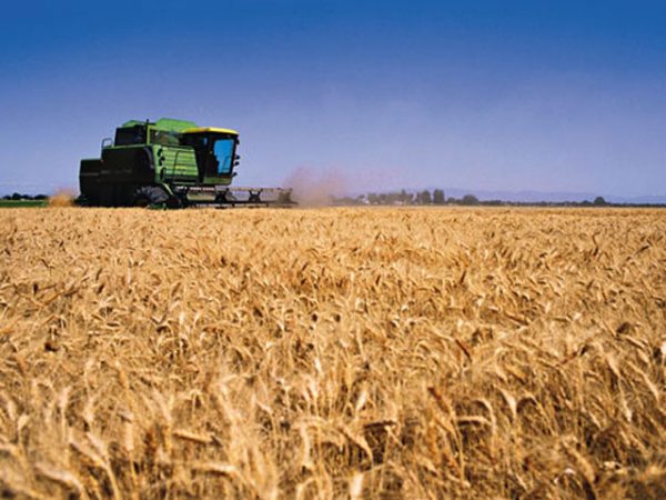 Paraguay duplica exportación de trigo al Brasil