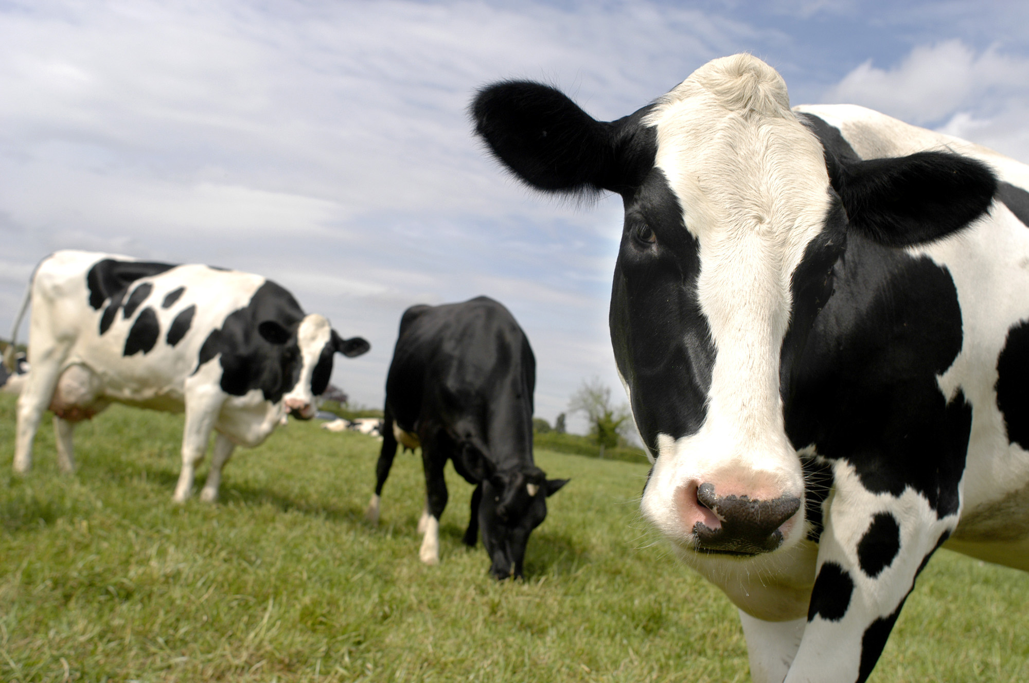 Google pixela el rostro de una vaca y la foto se vuelve viral