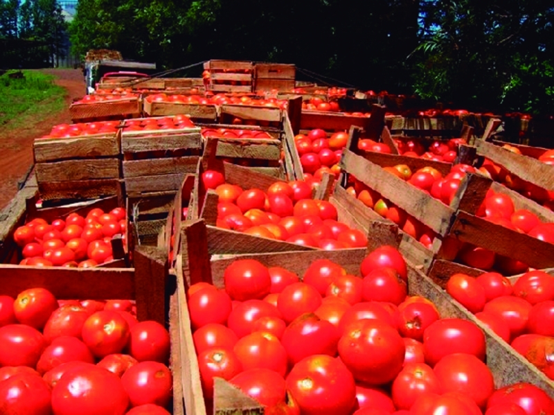 Producción nacional del tomate en crisis