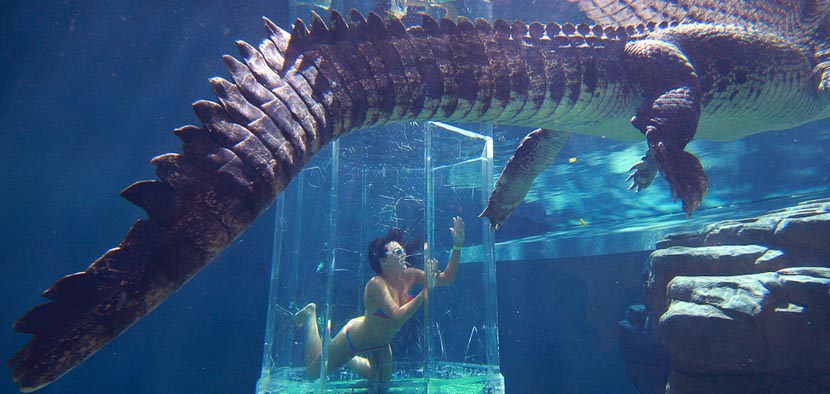 La “jaula de la muerte” para sacarse selfie con los cocodrilos más grandes del mundo