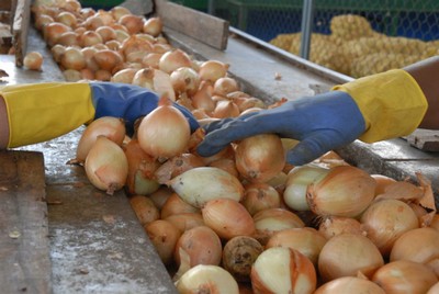 Contrabando y nula infraestructura, rivales de los productores de cebolla