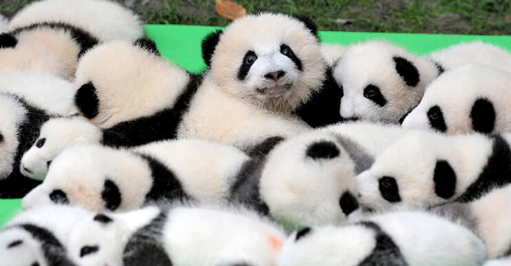 Los pandas que nacieron en China y se convirtieron en toda una sensación