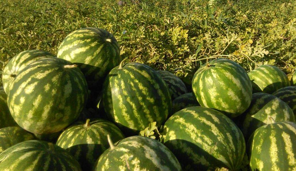 Sandía Mbatovi: las más dulce del país