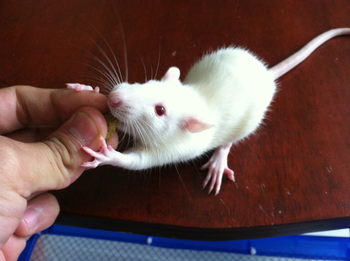 Logran rejuvenecer ratones utilizando sangre humana