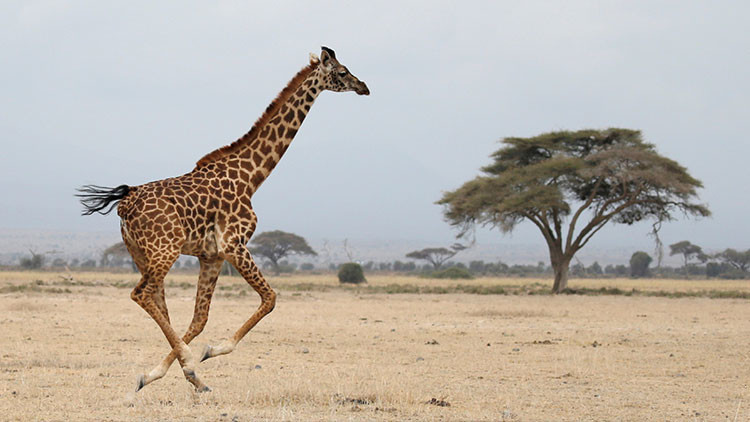 La “extinción silenciosa” de las jirafas