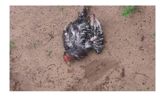 Viceministro de Ganadería descarta que muerte de aves en Misiones se relacione a gripe aviar