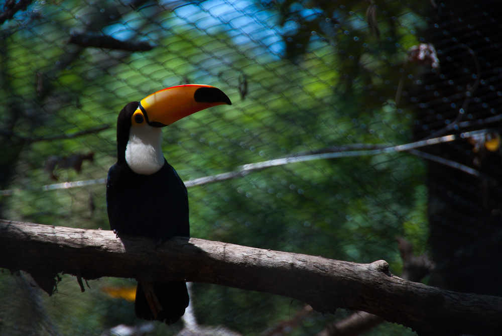 Este domingo el ingreso al zoo será gratuito para los niños