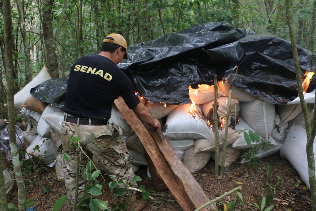 Narcotraficantes pierden 77 toneladas de marihuana listas para la cosecha en San Pedro