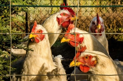 Japón sacrifica a otras 300.000 aves por la gripe aviar