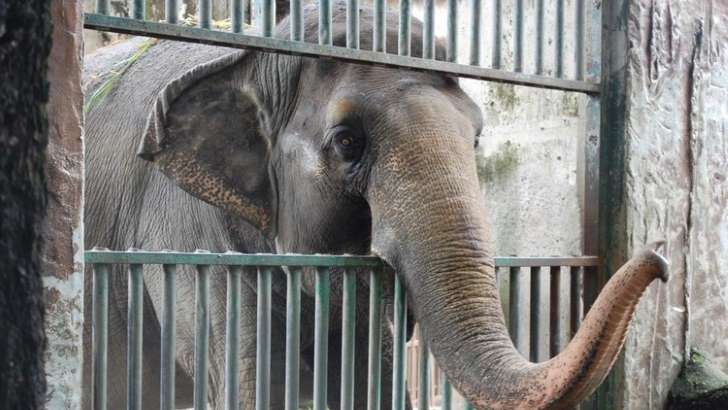 El elefante ‘depresivo’ que ha vivido en soledad en un zoológico durante 40 años