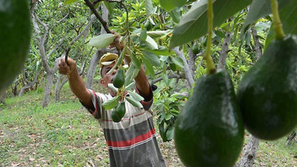 El niño que cultivaba aguacates y que llegó a arrebatarle parte del negocio a “El Chapo” Guzmán