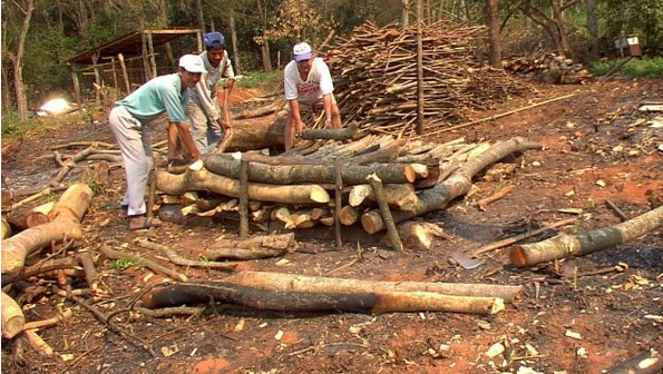 Preocupa probable extinción total de bosques en Paraguay