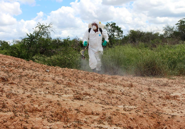 SENAVE intensifica fumigaciones contra langostas en el Chaco