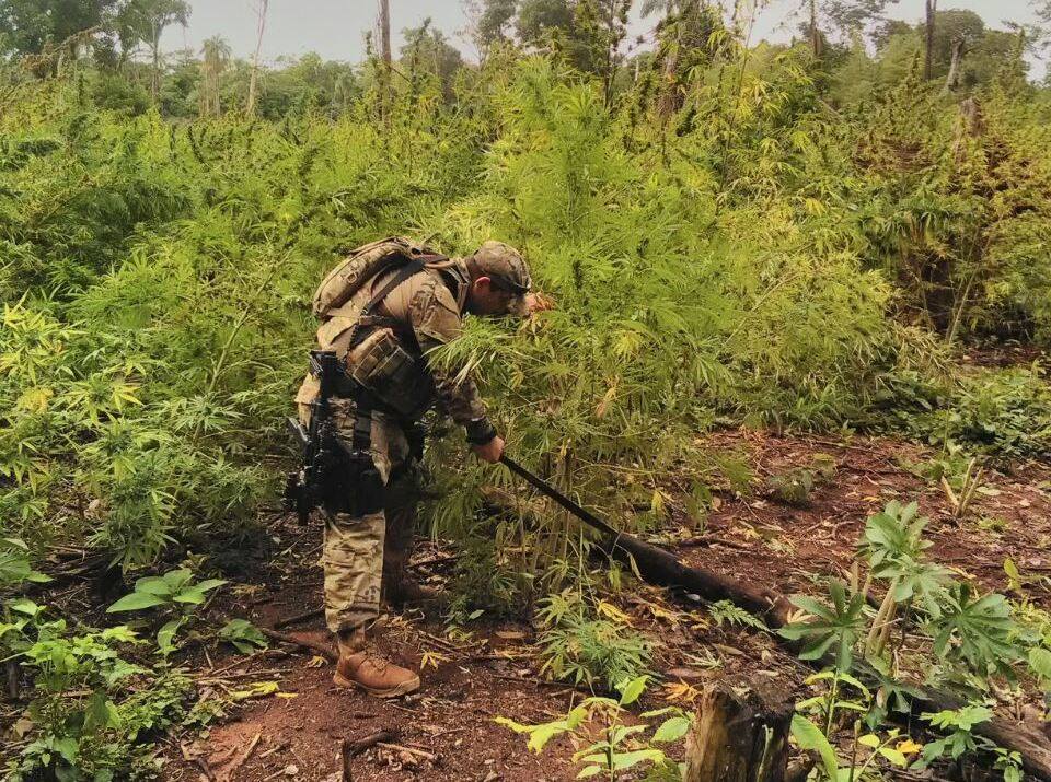 Destruyen plantaciones de marihuana en Reserva Forestal Mbaracayú