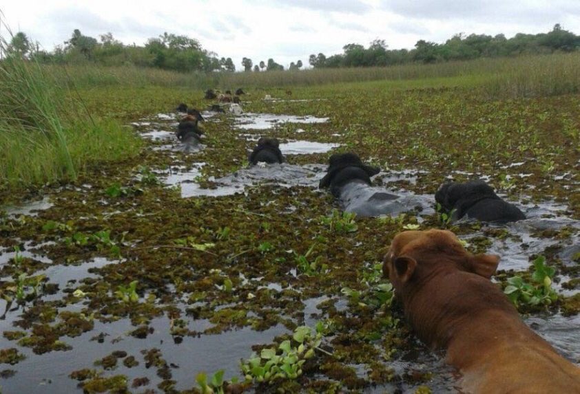 Pérdidas cuantiosas en Ñeembucú tras las inundaciones